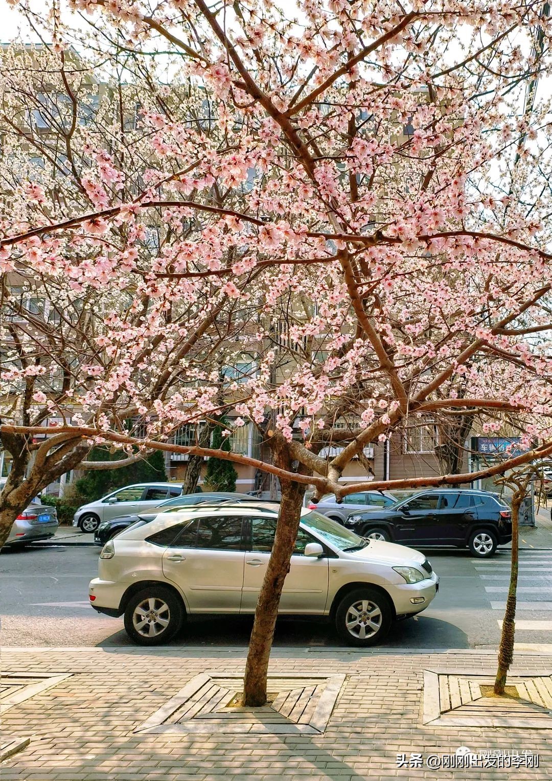 去大连看桃花是在几月份,大连哪里适合看金丝桃花