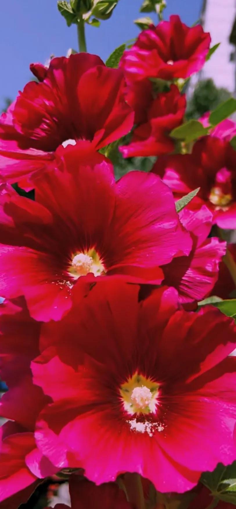 蜀葵花唯美大图片,世上最美的蜀葵花图片图文