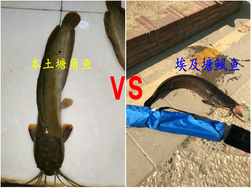 垃圾鱼钓鱼视频,垃圾塘鲺鱼