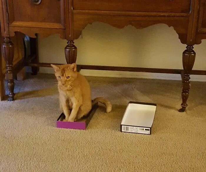 一对可爱猫咪照片,可爱小猫猫超萌照片戴头套