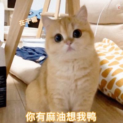 猫咪取名有多离谱,猫咪取名招来好运气