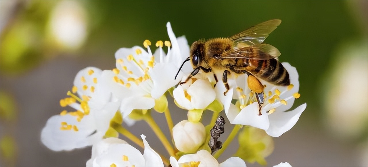 母猫交配完成后，满地打滚，甚至攻击公猫，为何“完事”就不认猫