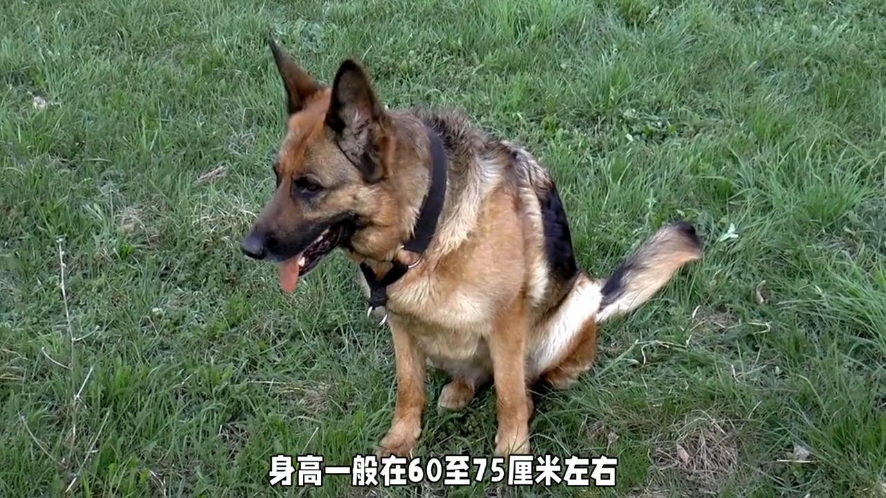 德牧和马犬的混血,德牧凶还是马犬凶