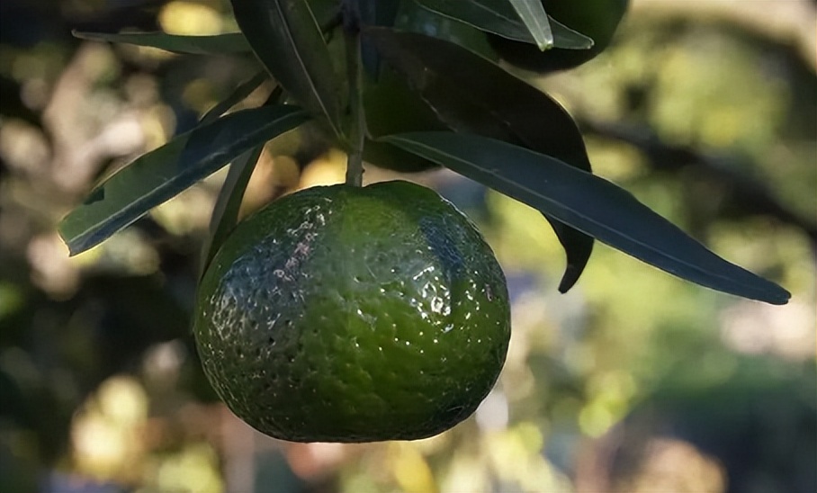 中药青皮,每日一味中药陈皮