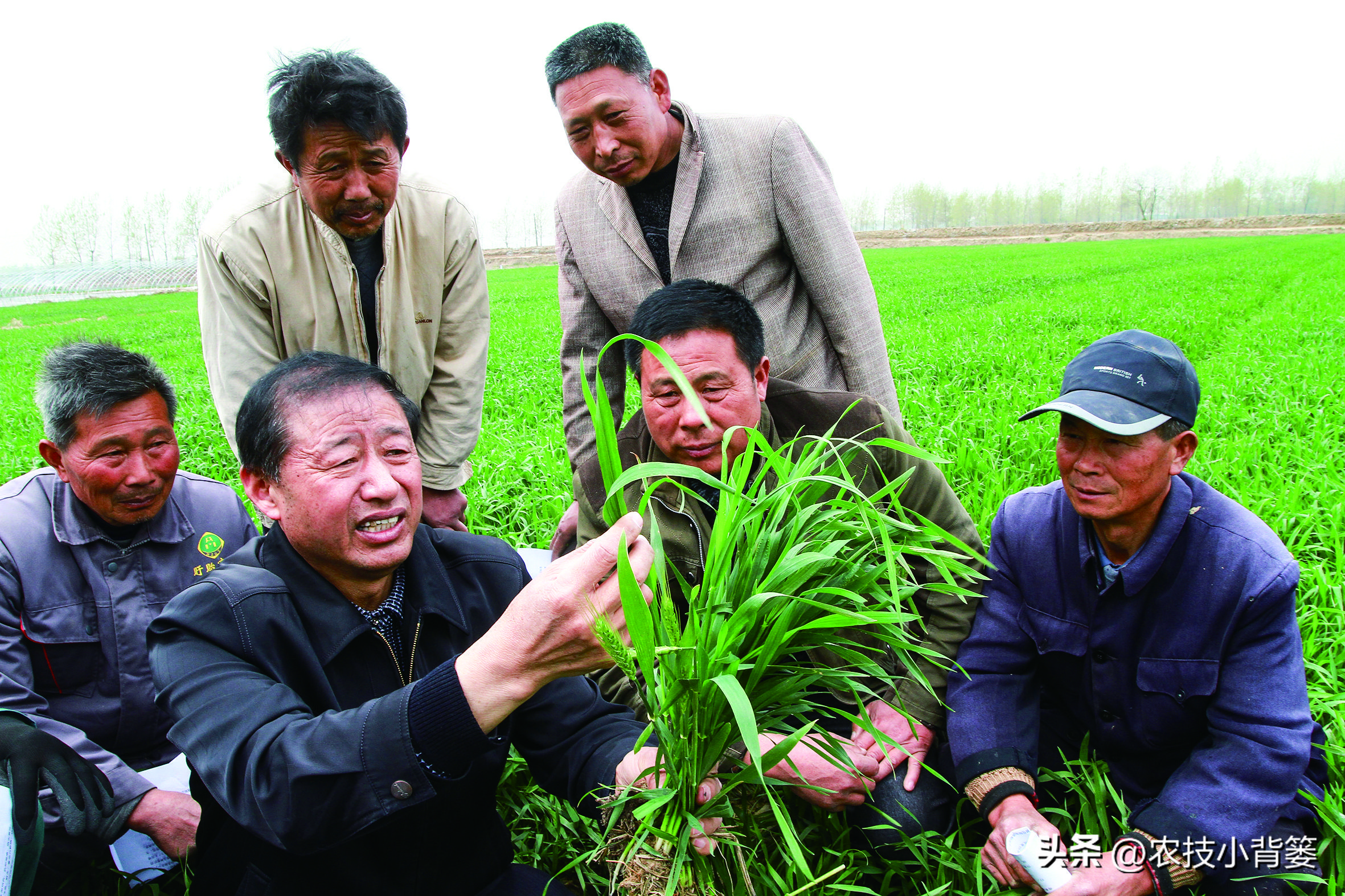 农作物缺钙补充什么肥料,为什么钙肥补了问题还是很多