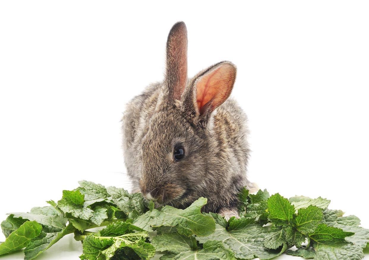 兔子长癣用什么药效果好,兔子长真菌癣怎么治疗