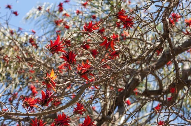 欣赏美丽的珊瑚,田里珊瑚树