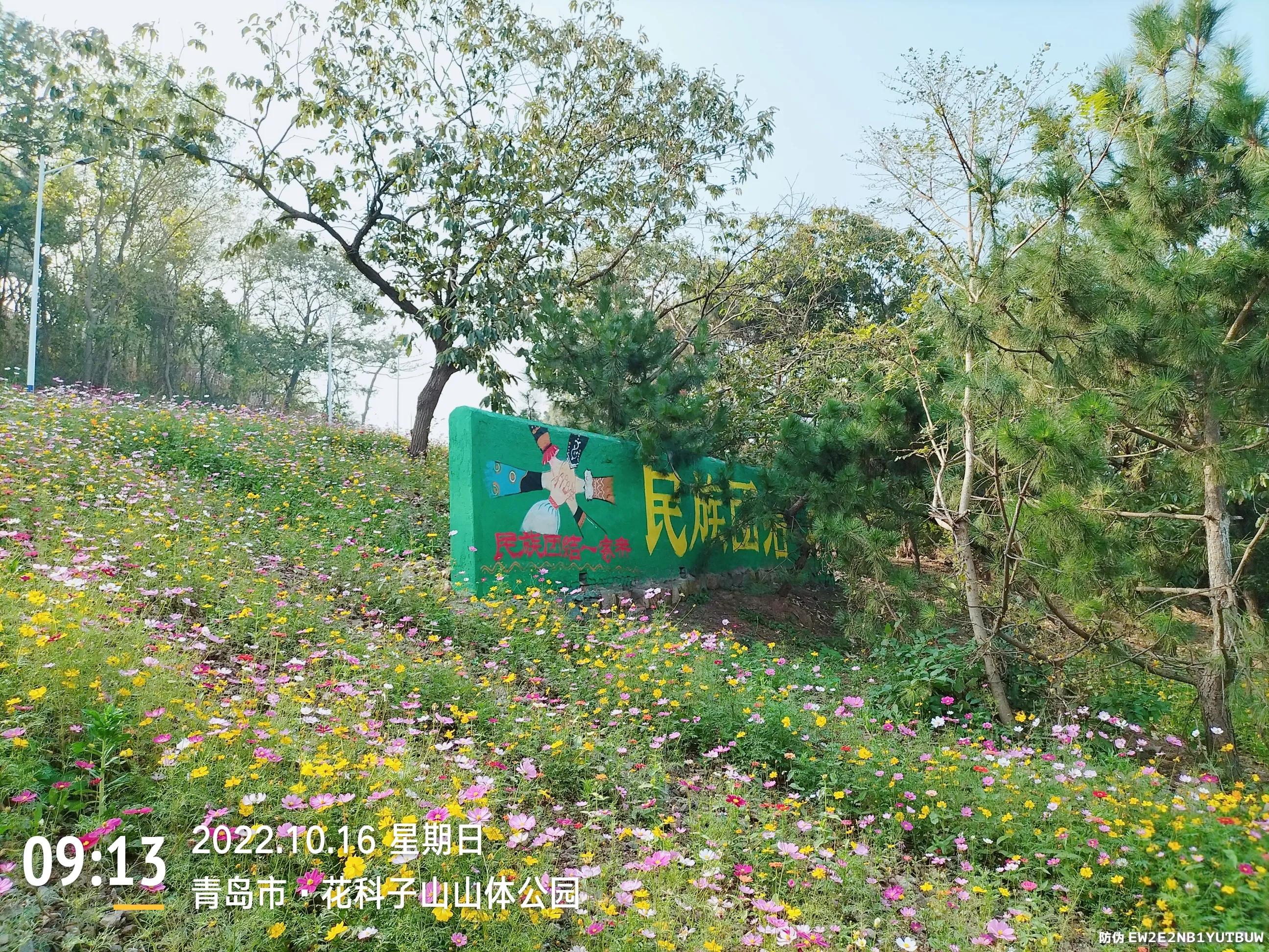 青岛西海岸赏花攻略,青岛海滨风景区一日游攻略