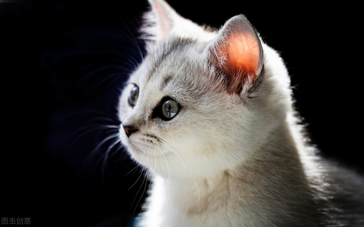 被猫咬了不用打狂犬疫苗,被猫咬了不用打狂犬疫苗吗