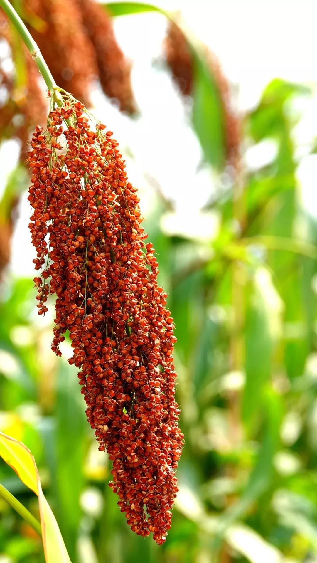 高粱品种图片大全,高粱乌米图片