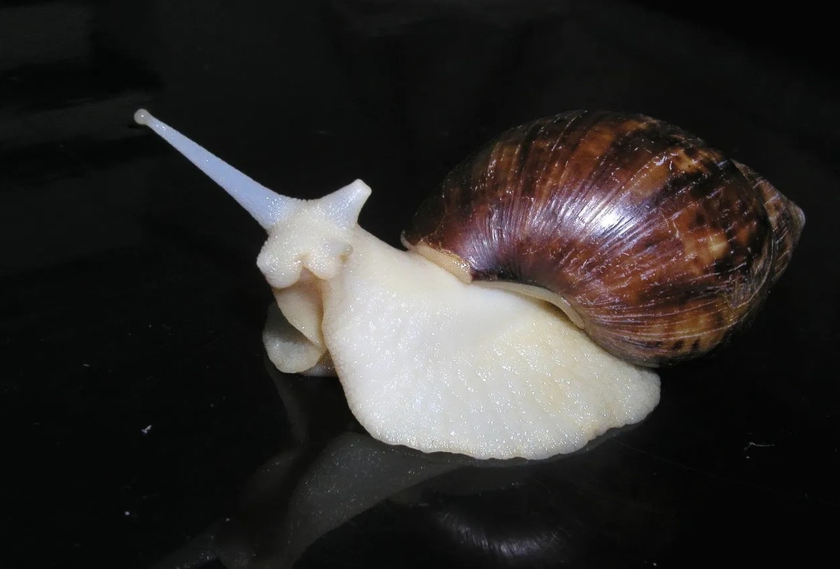 非洲大蜗牛的食用方法,非洲野生大蜗牛怎么吃