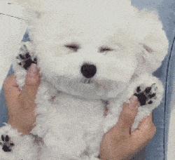 比熊犬老是转圈是什么意思,比熊犬老是翻跟头是什么意思