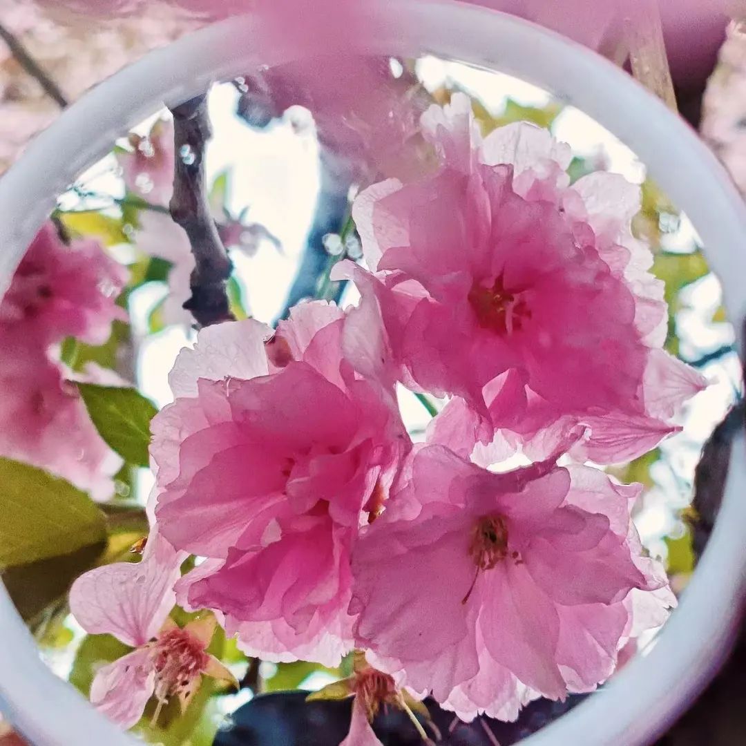 一探究“镜”!共赏镜子里的山中医