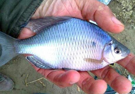 几种最常见的小杂鱼简介,常见的20种小杂鱼