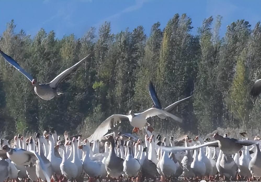 小伙养鹅养鸡上千只大鹅全卖了,养鹅被大雁带走2000只