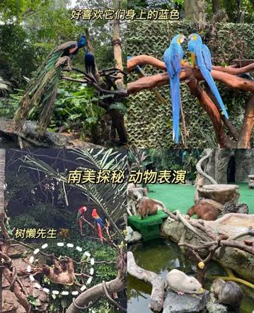 广州长隆野生动物世界保姆级教程,广州长隆野生动物园保姆级攻略