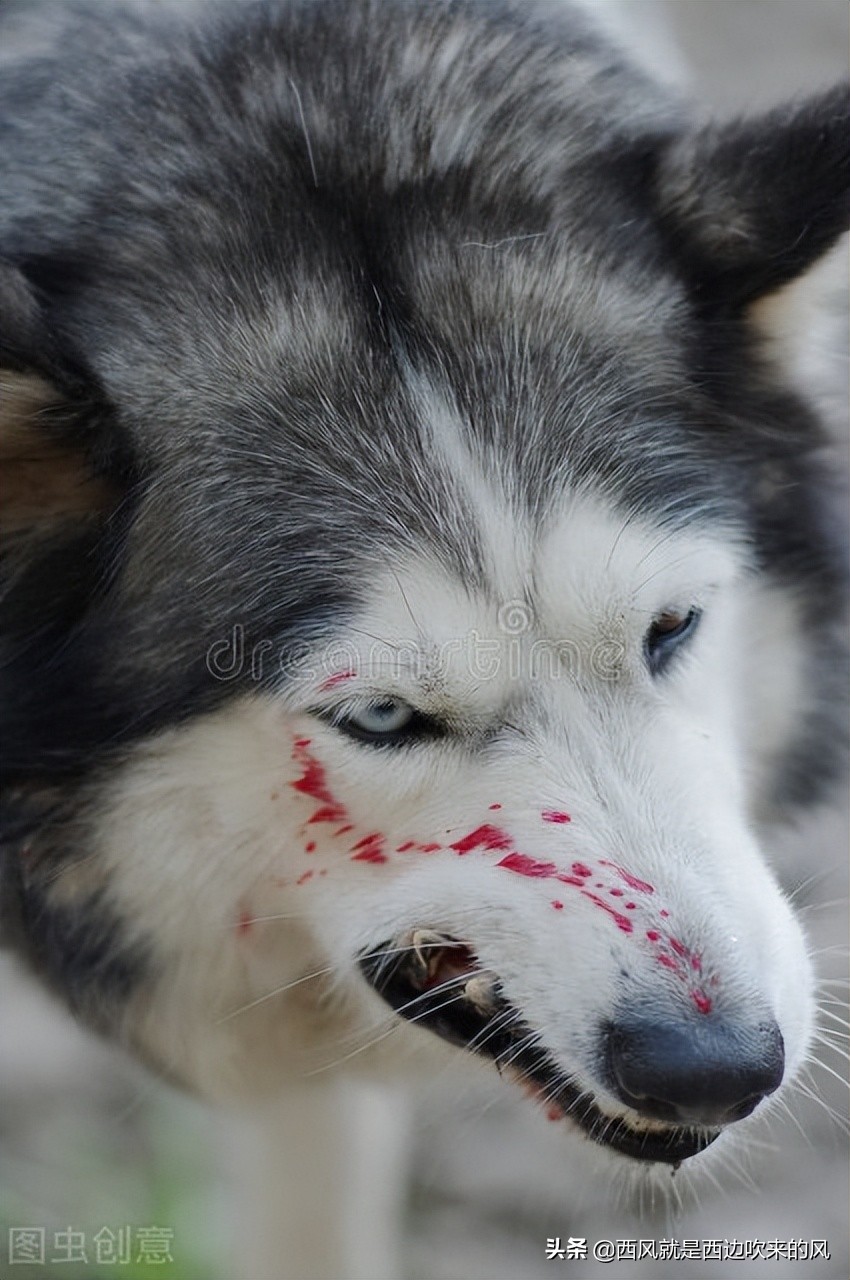 连载西风低吟#狼铠甲之谜，“白幽灵”大败“白罗刹”（二）