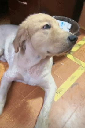 金毛误入地铁站后续,金毛闯地铁