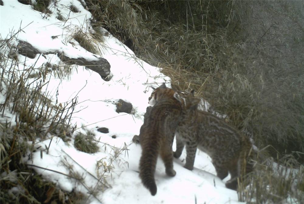 罕见金丝猴与羚牛野外同框,羚牛罕见现身甘肃尕海则岔保护区