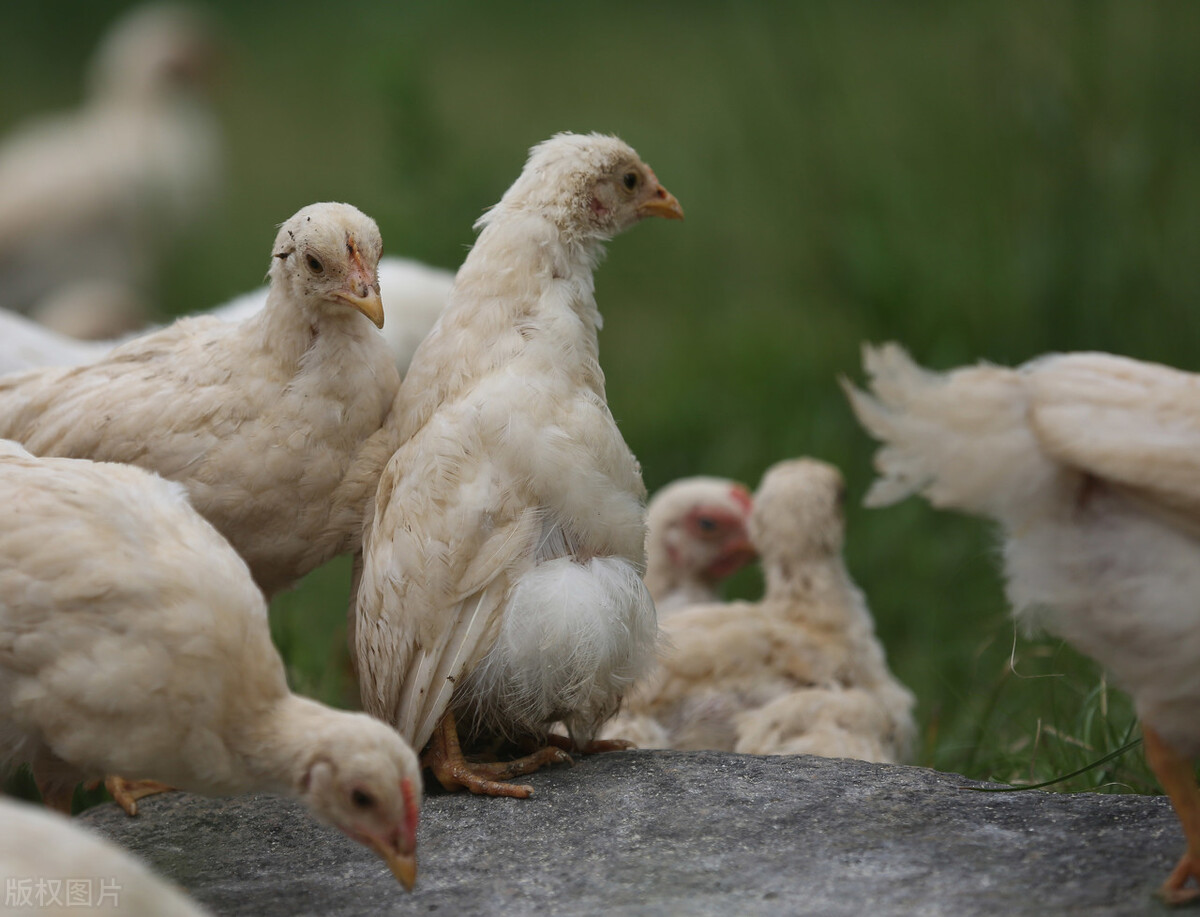 霉菌对鸡的危害霉菌能引起鸡的什么病如何预防鸡霉菌