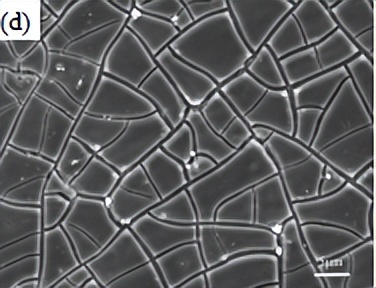 中北大学赵宇宏教授团队:石墨烯纳米片/AZ91D镁基复合材料腐蚀行为研究
