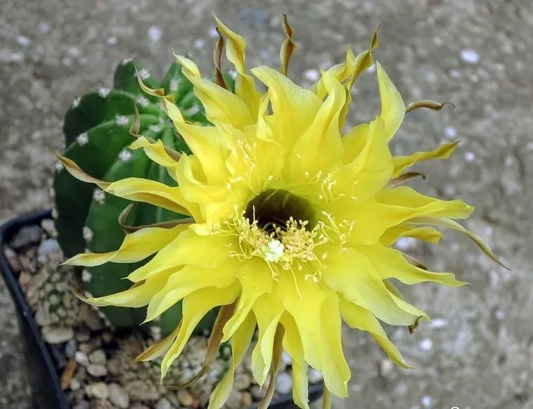 200种·仙人球开花图鉴，大开眼界，美到爆