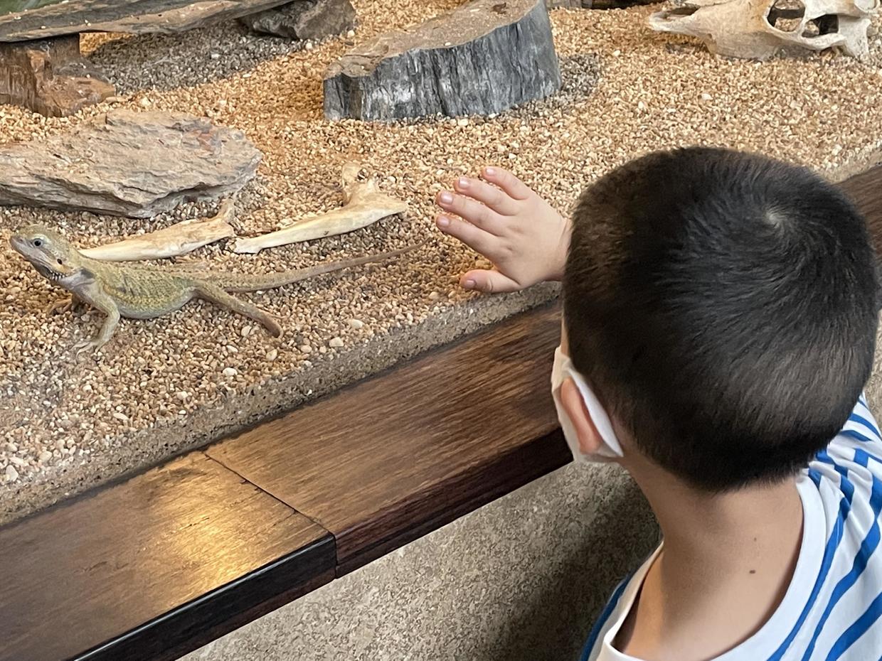 上海自然博物馆参观攻略,上海值得看的自然博物馆