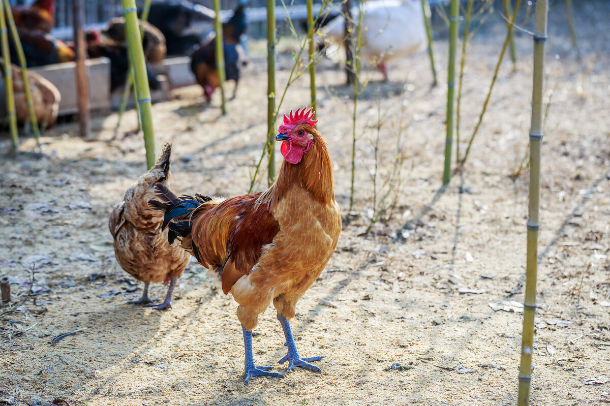 家禽磺胺药中毒怎么解毒最好,家禽中毒怎么解毒最好