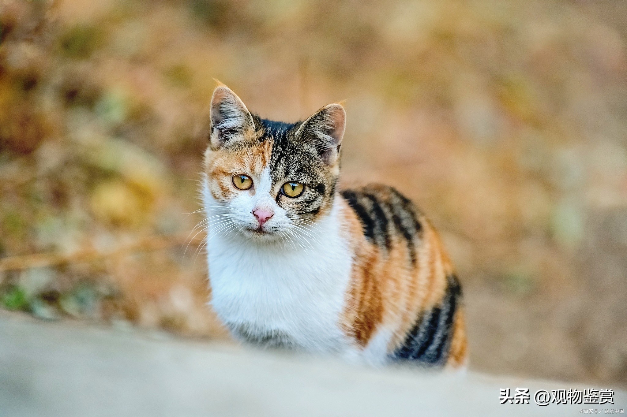 宠物三花猫和田园三花猫区别,三花猫三色代表什么