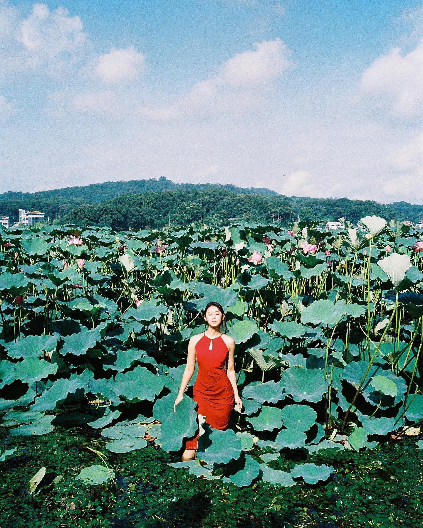 摄影师荷花写真,荷花人像写真修图