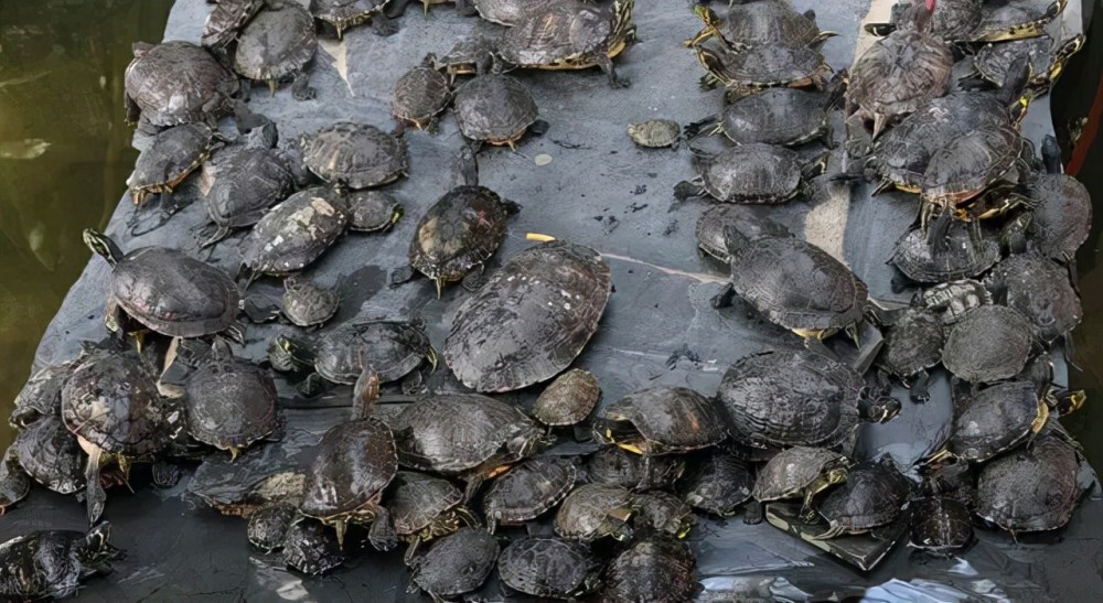 巴西龟是入侵物种为什么还要养,巴西龟可以吃蓝色小龙虾吗