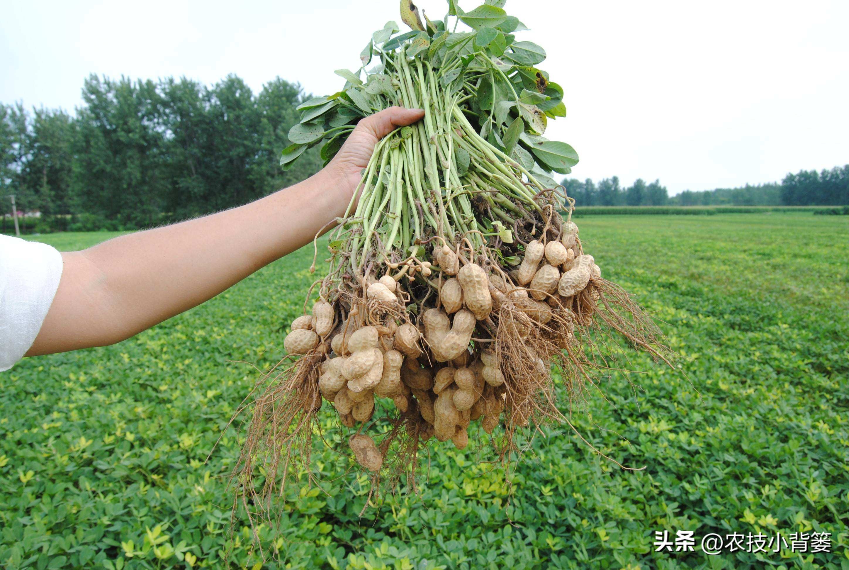 怎样解决花生空壳问题,花生空壳原因及防治方法