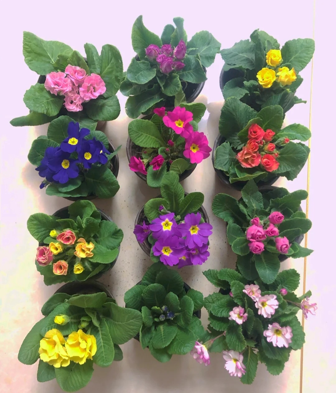 最好看最难养的花卉有哪些,最好养的10种花