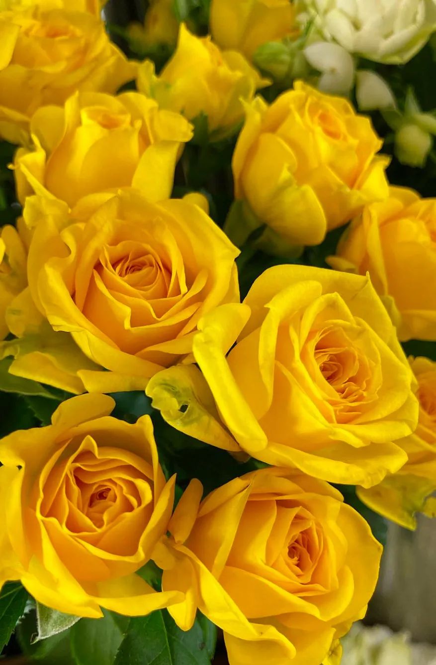 花店玫瑰养护正确方法,玫瑰养护方法延长花期