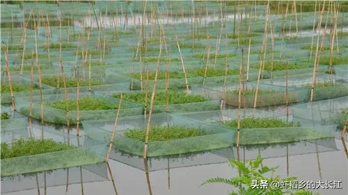 春雷一声响祖国好风光,春雷一声响完整版