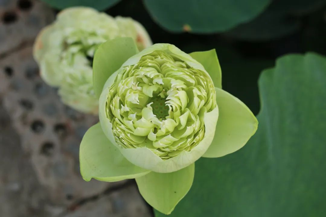 绝美的荷花品种大全图集,超好看荷花品种大型荷花