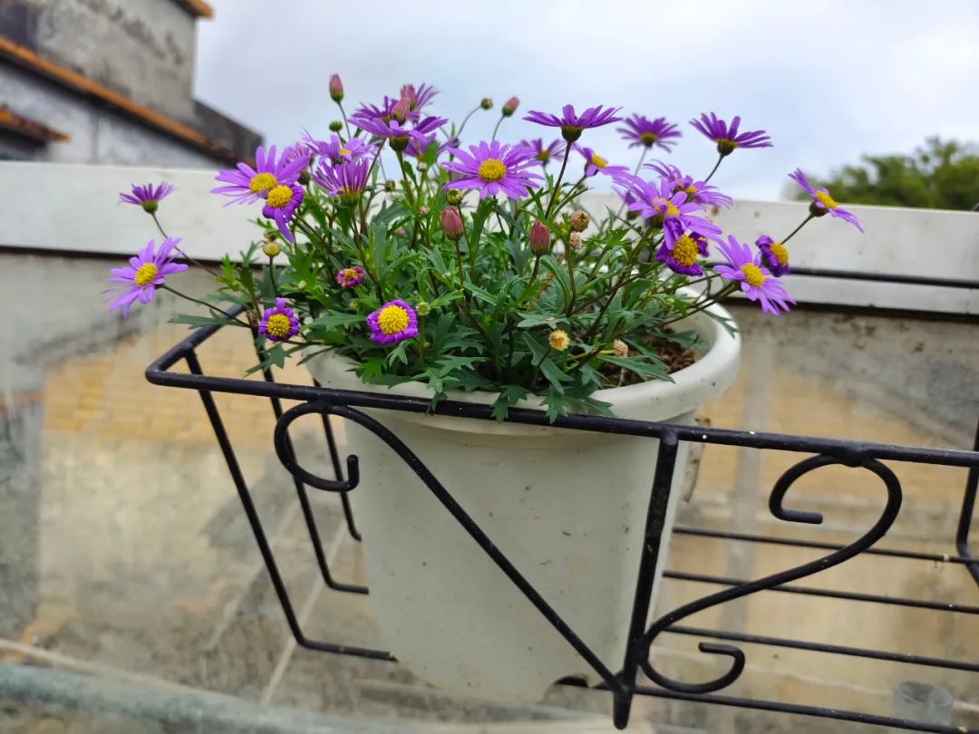刚刚购买过来植物要怎样养,刚买的盆栽