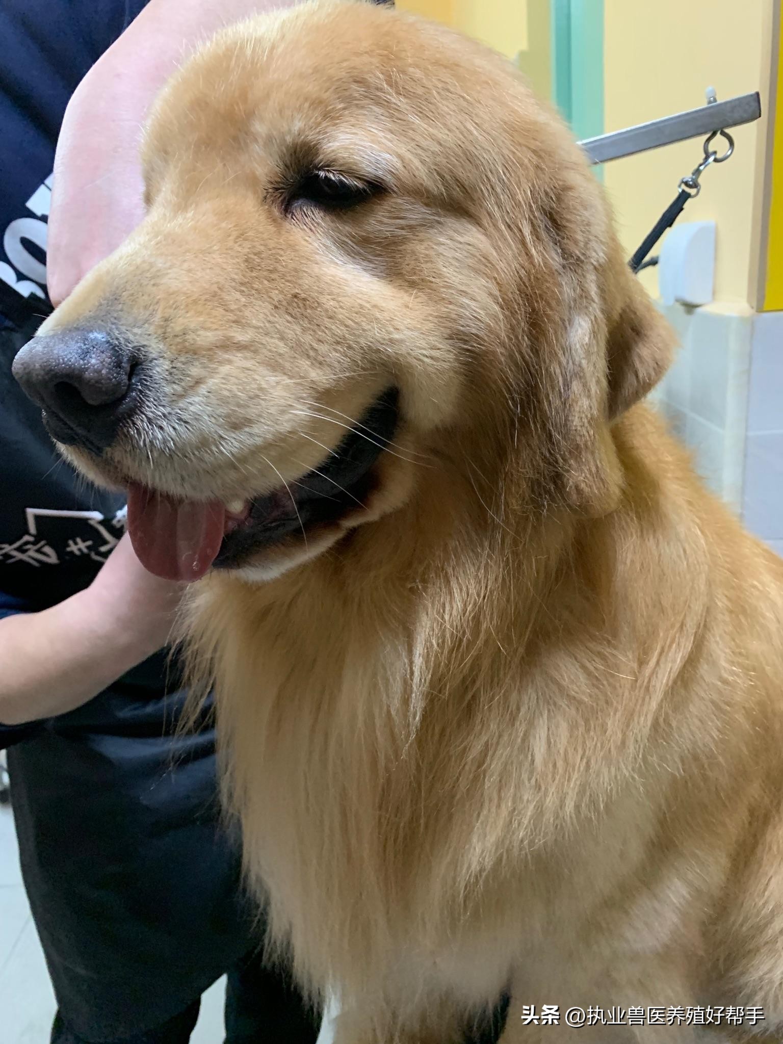 狗狗拉肚子的常见原因及改善方法,狗狗拉肚子怎么办找对原因很重要