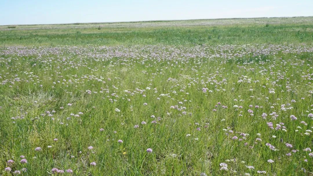 呼伦贝尔人吃羊肉,呼伦贝尔哪的牛羊肉最好