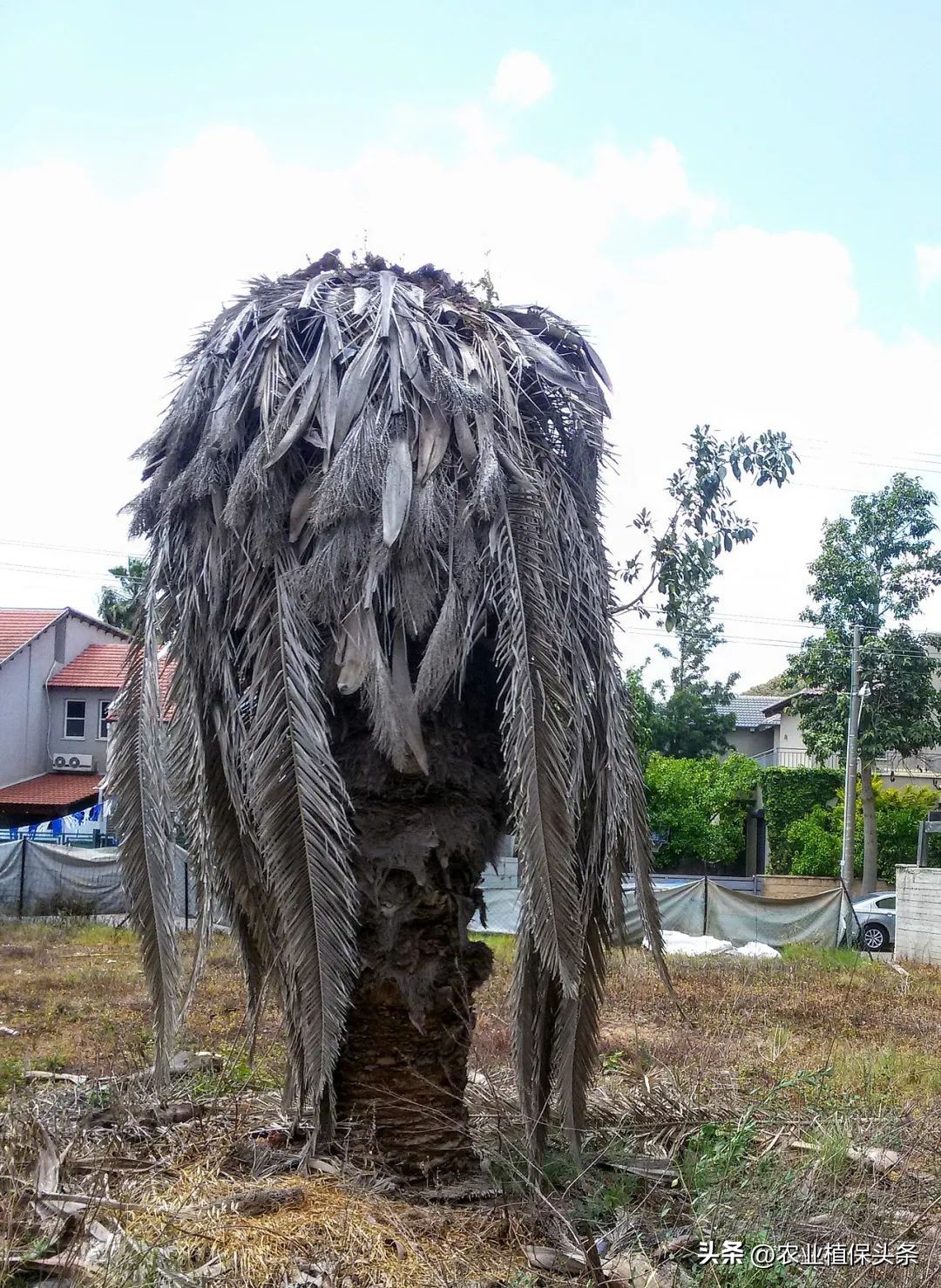 外来入侵物种动物名单,外来物种昆虫有哪些