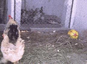 隔壁的单亲妈妈来我家借跑步机,但是为什么她还穿高跟鞋?: