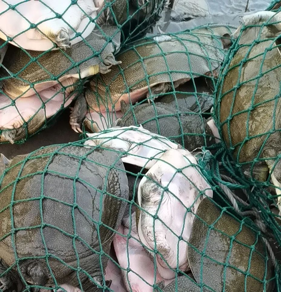 甲鱼多久能长大到2.5斤,甲鱼什么时候跑得最快