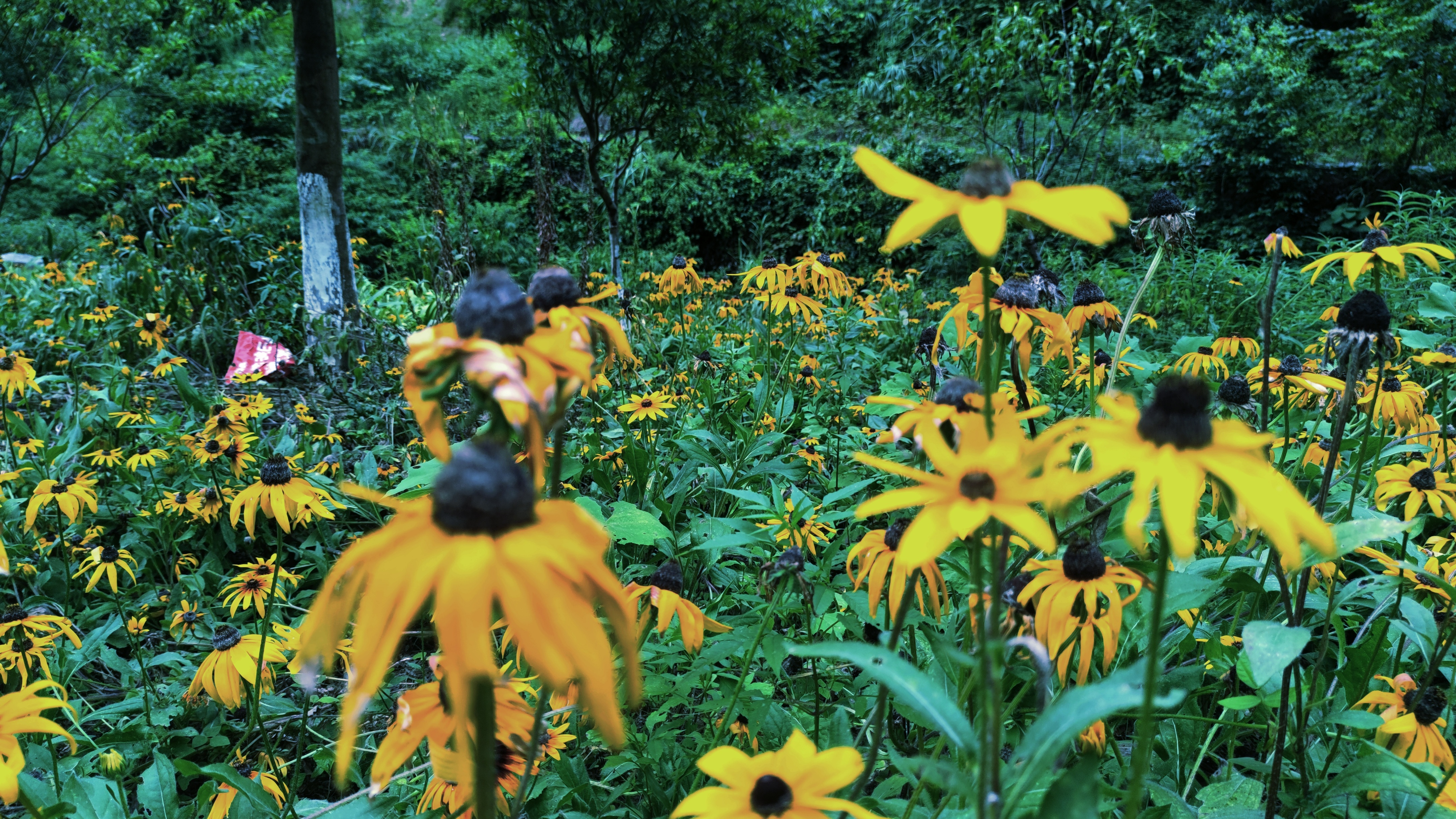 商业化不可持续,商业化少了文化氛围
