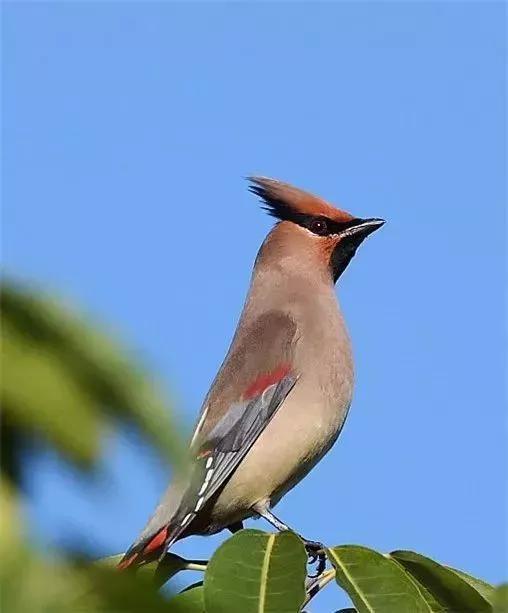 太平鸟图片大鸟,太平鸟图片大全高清壁纸