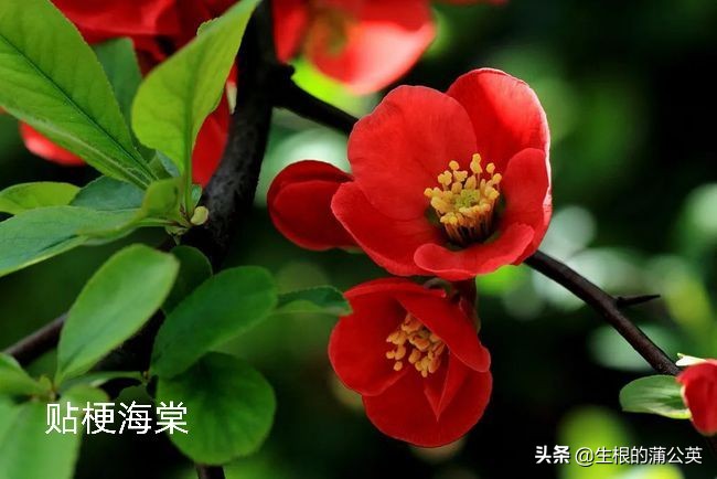 100种花草图片欣赏,50种花草图片大全