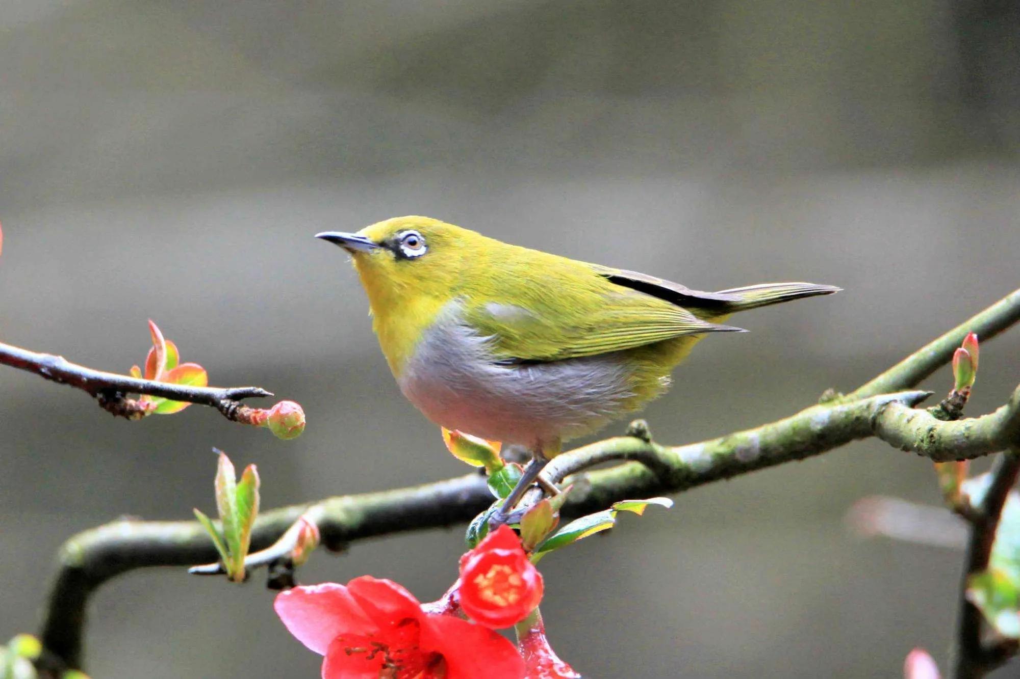 小区常见十种鸟,小区里黑色鸟一般是什么鸟