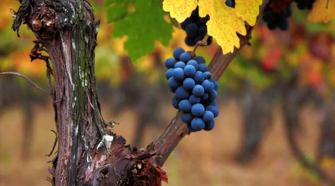 酿酒葡萄蛇龙珠,酿酒葡萄蛇龙珠和赤霞珠的区别