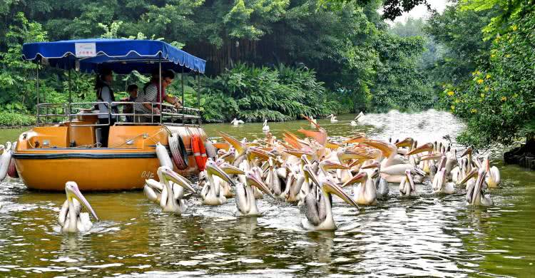 广州长隆熊猫酒店蝴蝶谷,广州长隆熊猫主题酒店五一