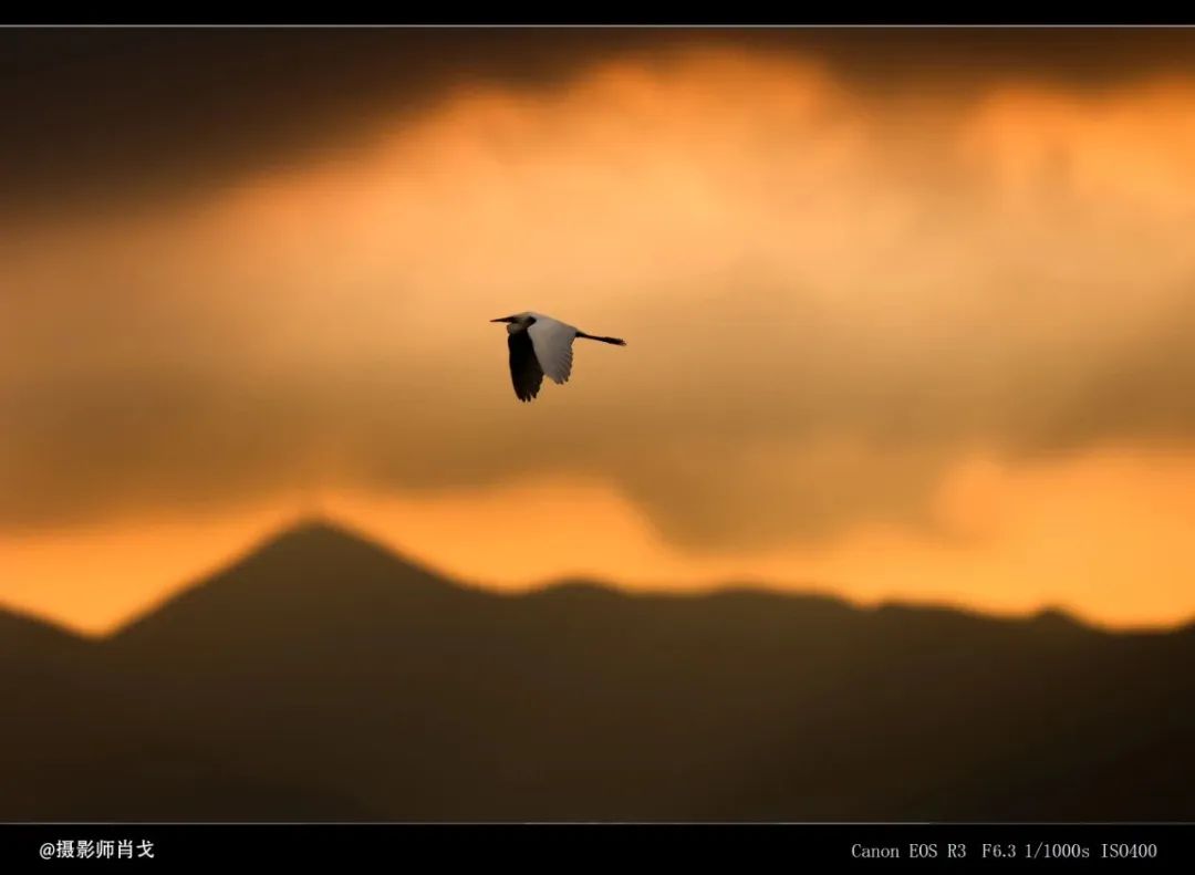 佳能rf800mmf5.6价格,佳能rf800mmf5.6定焦镜头能拍多远