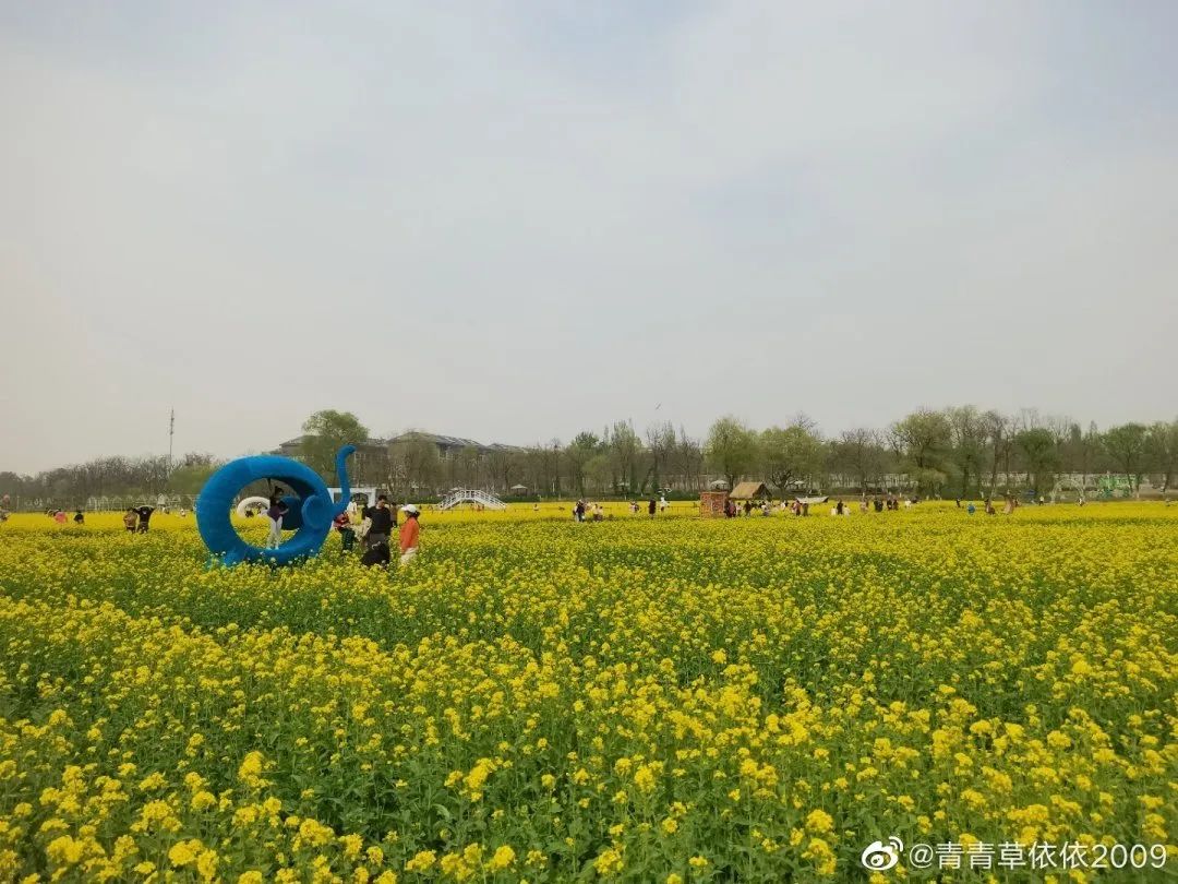 北京周边探秘京城最美油菜花海,北京油菜花必去的地方
